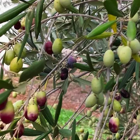Σπίτι διακοπών Trulli Uriel Μαρτίνα Φράνκα